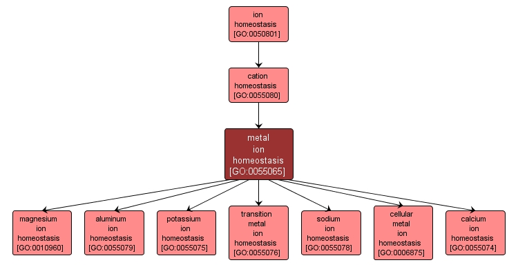 GO:0055065 - metal ion homeostasis (interactive image map)