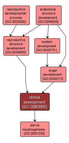 GO:0060065 - uterus development (interactive image map)