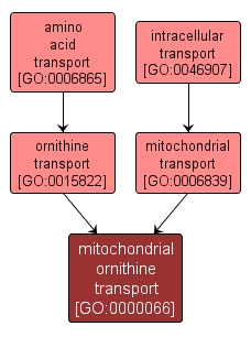 GO:0000066 - mitochondrial ornithine transport (interactive image map)
