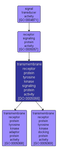 GO:0005066 - transmembrane receptor protein tyrosine kinase signaling protein activity (interactive image map)