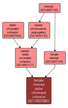 GO:0007066 - female meiosis sister chromatid cohesion (interactive image map)