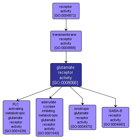 GO:0008066 - glutamate receptor activity (interactive image map)