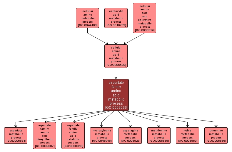 GO:0009066 - aspartate family amino acid metabolic process (interactive image map)