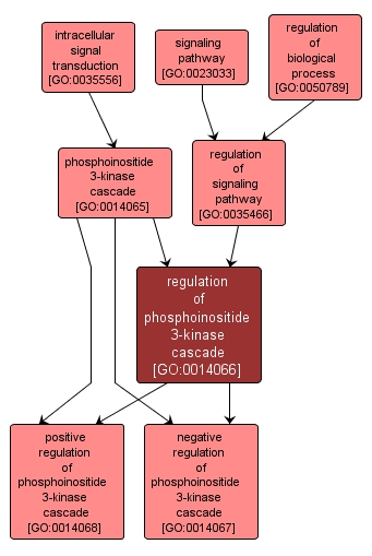 GO:0014066 - regulation of phosphoinositide 3-kinase cascade (interactive image map)