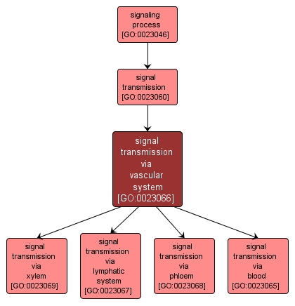 GO:0023066 - signal transmission via vascular system (interactive image map)