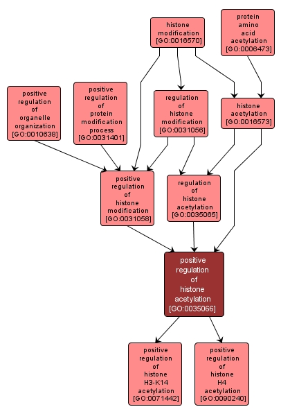 GO:0035066 - positive regulation of histone acetylation (interactive image map)