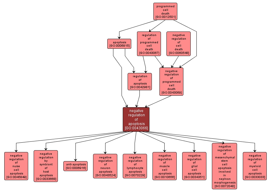 GO:0043066 - negative regulation of apoptosis (interactive image map)