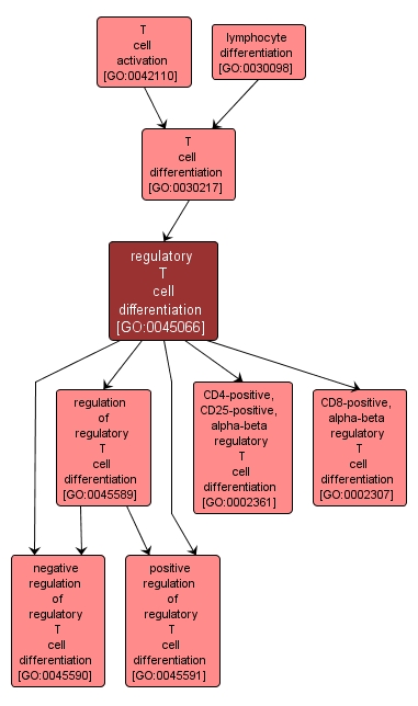 GO:0045066 - regulatory T cell differentiation (interactive image map)