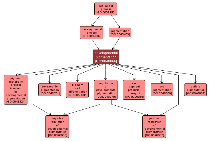 GO:0048066 - developmental pigmentation (interactive image map)