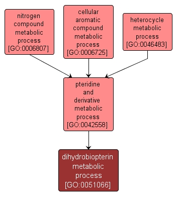 GO:0051066 - dihydrobiopterin metabolic process (interactive image map)