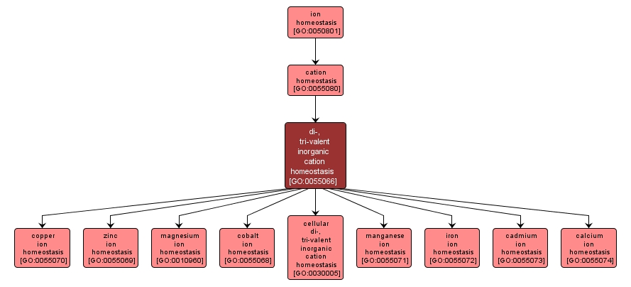 GO:0055066 - di-, tri-valent inorganic cation homeostasis (interactive image map)