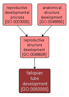 GO:0060066 - fallopian tube development (interactive image map)