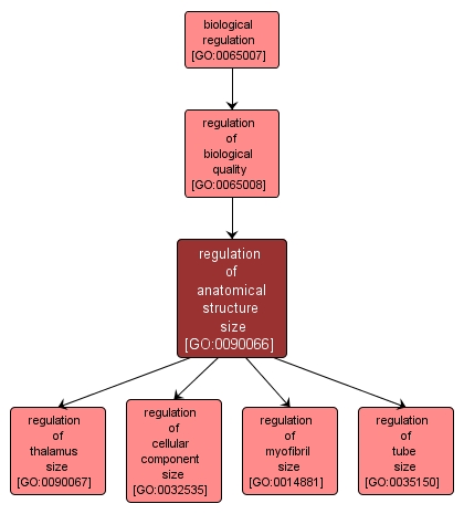 GO:0090066 - regulation of anatomical structure size (interactive image map)