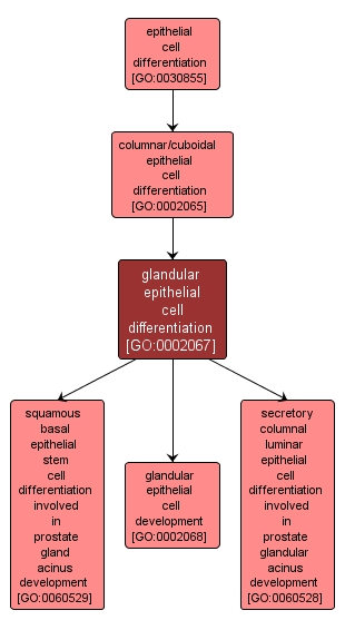 GO:0002067 - glandular epithelial cell differentiation (interactive image map)