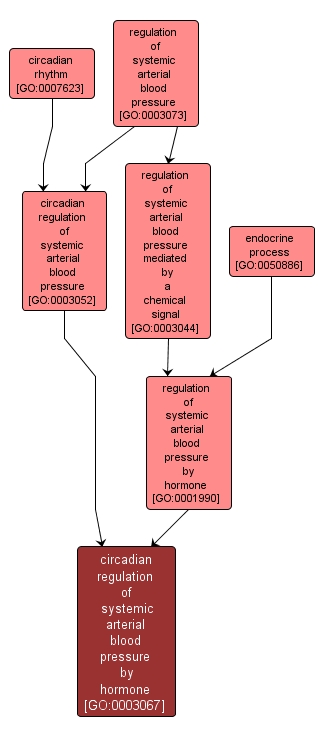 GO:0003067 - circadian regulation of systemic arterial blood pressure by hormone (interactive image map)