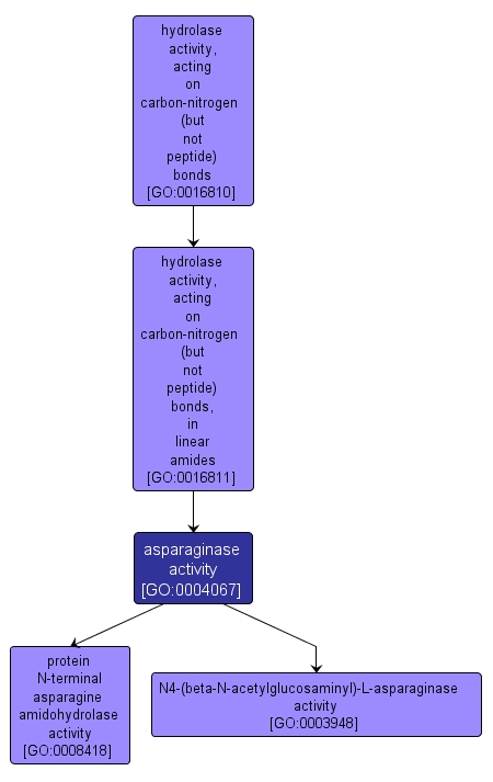 GO:0004067 - asparaginase activity (interactive image map)