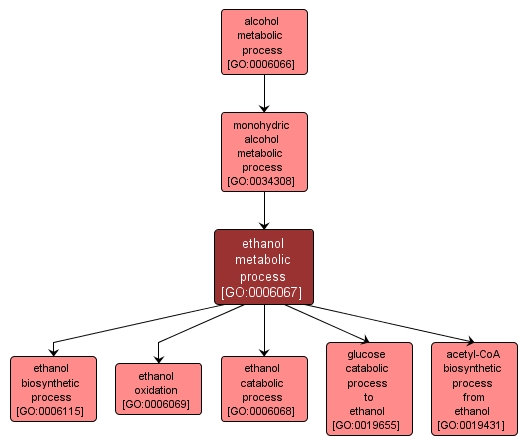 GO:0006067 - ethanol metabolic process (interactive image map)