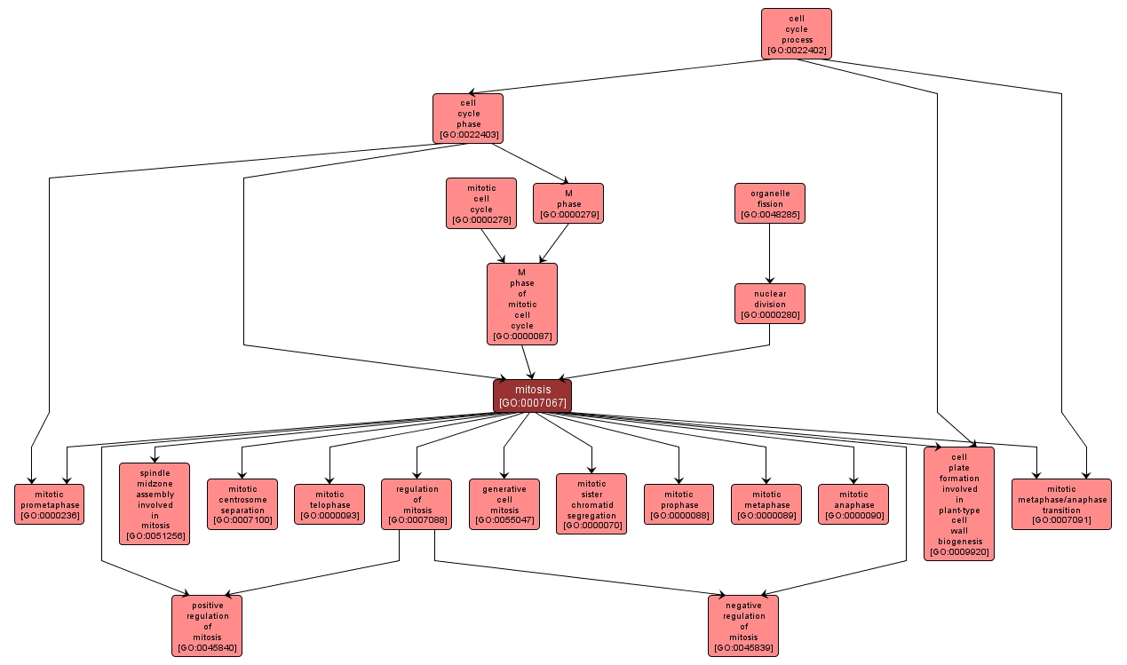 GO:0007067 - mitosis (interactive image map)