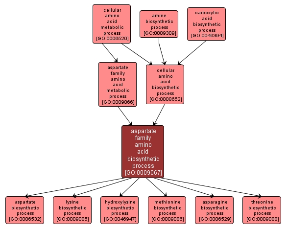 GO:0009067 - aspartate family amino acid biosynthetic process (interactive image map)