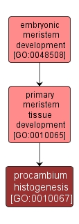 GO:0010067 - procambium histogenesis (interactive image map)