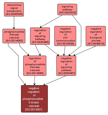 GO:0014067 - negative regulation of phosphoinositide 3-kinase cascade (interactive image map)