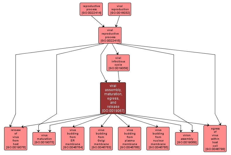 GO:0019067 - viral assembly, maturation, egress, and release (interactive image map)