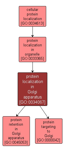 GO:0034067 - protein localization in Golgi apparatus (interactive image map)
