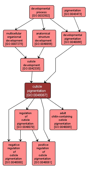 GO:0048067 - cuticle pigmentation (interactive image map)