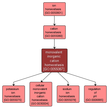 GO:0055067 - monovalent inorganic cation homeostasis (interactive image map)