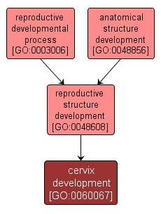 GO:0060067 - cervix development (interactive image map)