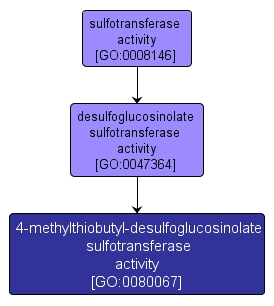 GO:0080067 - 4-methylthiobutyl-desulfoglucosinolate sulfotransferase activity (interactive image map)