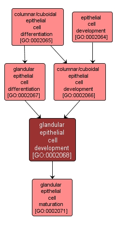 GO:0002068 - glandular epithelial cell development (interactive image map)