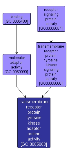 GO:0005068 - transmembrane receptor protein tyrosine kinase adaptor protein activity (interactive image map)