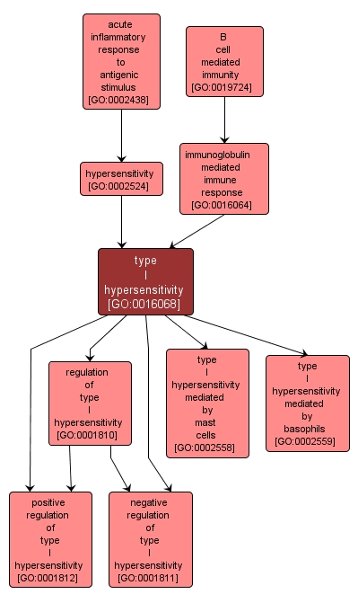 GO:0016068 - type I hypersensitivity (interactive image map)