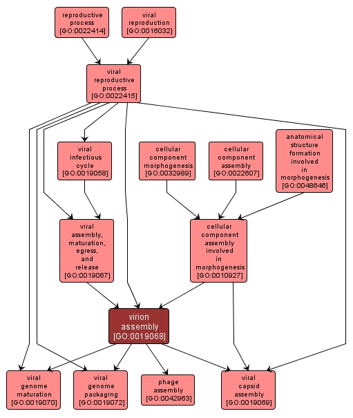 GO:0019068 - virion assembly (interactive image map)