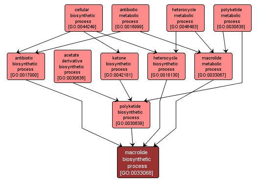 GO:0033068 - macrolide biosynthetic process (interactive image map)