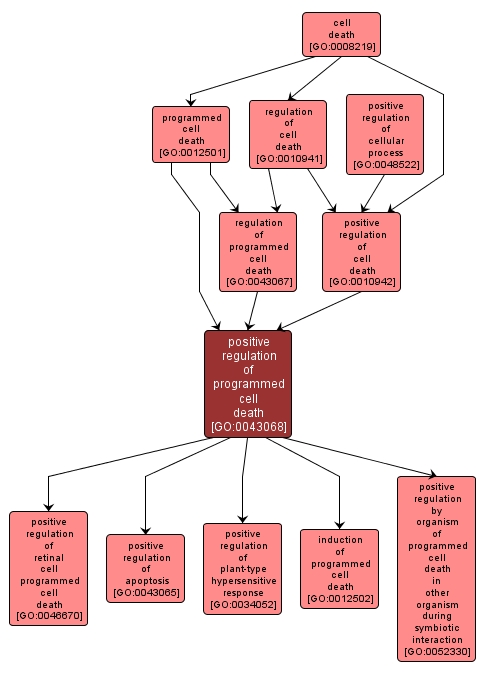 GO:0043068 - positive regulation of programmed cell death (interactive image map)