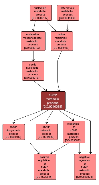 GO:0046068 - cGMP metabolic process (interactive image map)