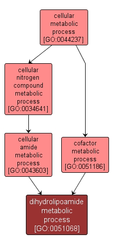 GO:0051068 - dihydrolipoamide metabolic process (interactive image map)