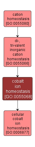 GO:0055068 - cobalt ion homeostasis (interactive image map)
