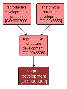 GO:0060068 - vagina development (interactive image map)