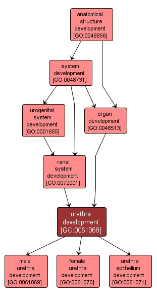 GO:0061068 - urethra development (interactive image map)