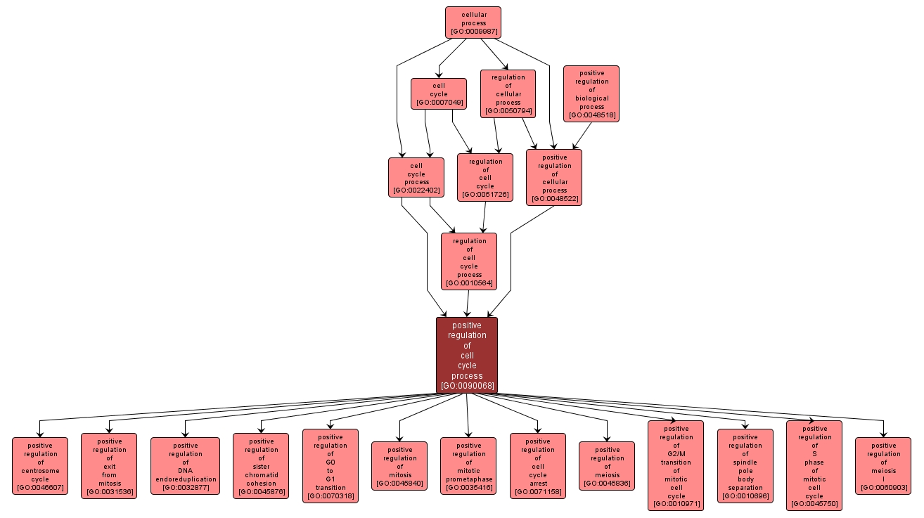 GO:0090068 - positive regulation of cell cycle process (interactive image map)