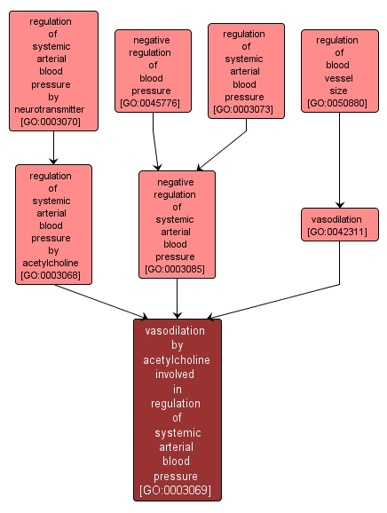 GO:0003069 - vasodilation by acetylcholine involved in regulation of systemic arterial blood pressure (interactive image map)