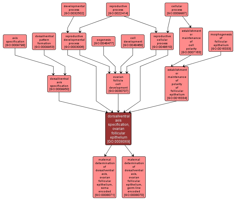 GO:0008069 - dorsal/ventral axis specification, ovarian follicular epithelium (interactive image map)