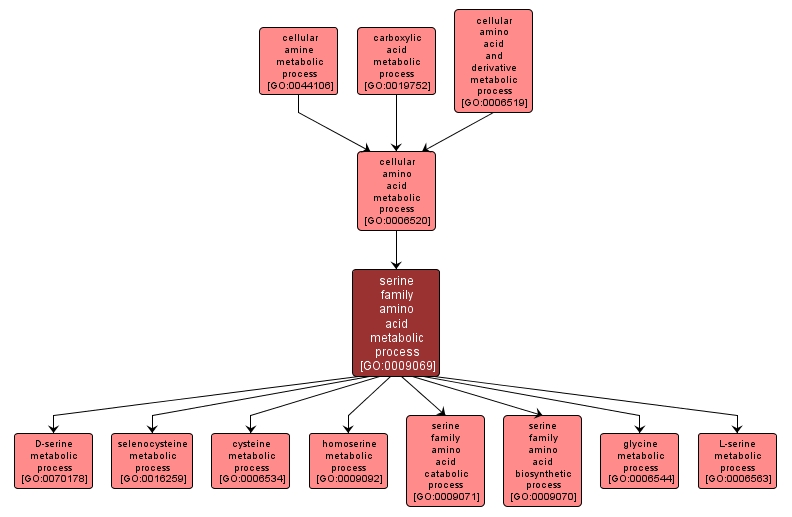 GO:0009069 - serine family amino acid metabolic process (interactive image map)