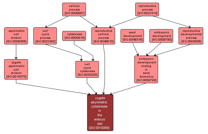 GO:0010069 - zygote asymmetric cytokinesis in the embryo sac (interactive image map)