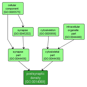 GO:0014069 - postsynaptic density (interactive image map)