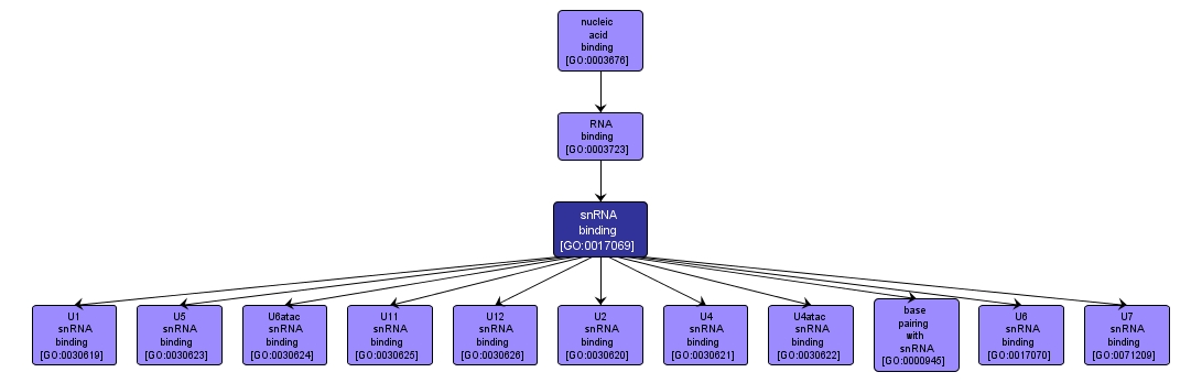 GO:0017069 - snRNA binding (interactive image map)