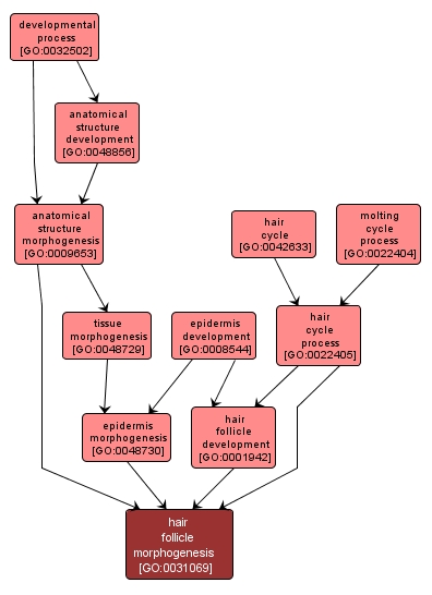 GO:0031069 - hair follicle morphogenesis (interactive image map)